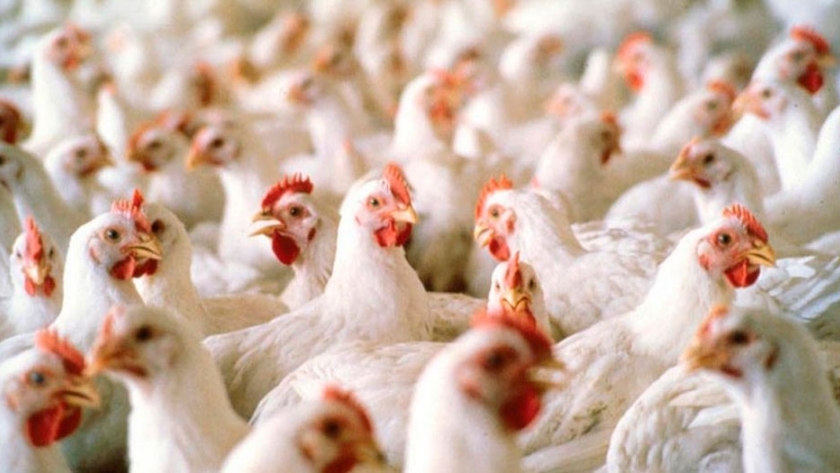 ¿A dónde va la producción de carne de aves?