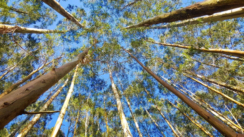 Plantaciones forestales: labores para el establecimiento exitoso