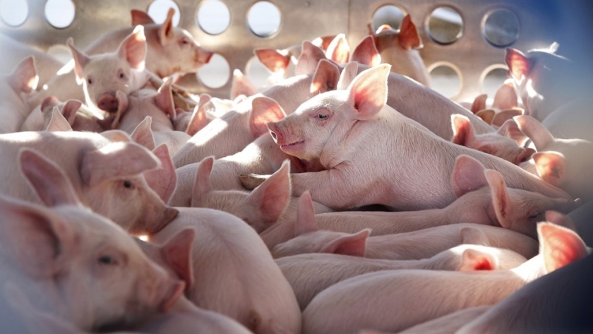 Vaca Narvaja se refirió a la instalación de granjas y exportación de cerdos a China: “Argentina tiene mucho potencial