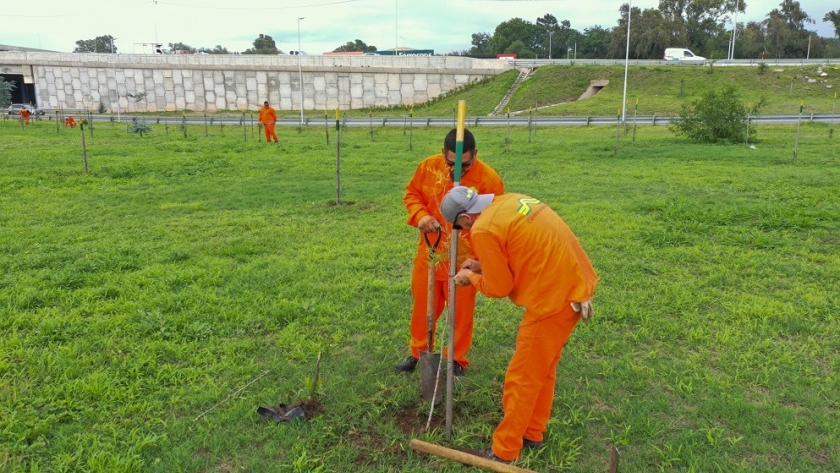 El área Espacios Verdes de Caminos de las Sierras plantó el árbol 10 mil