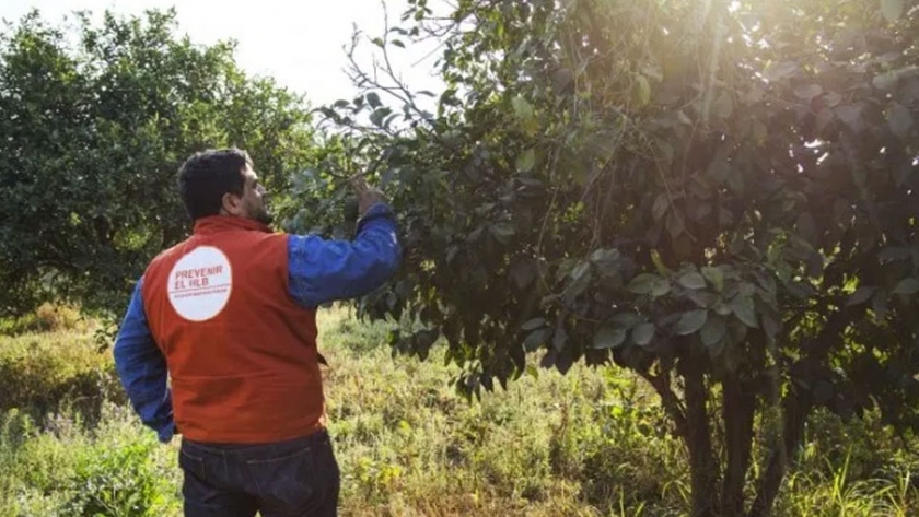 HLB: capacitaciones realizadas
