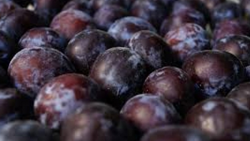 Economía busca impulsar la exportación de ciruelas a China