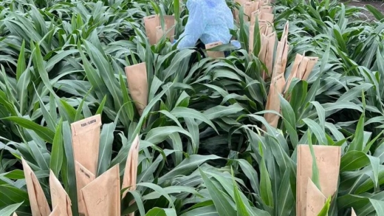 Con fondos públicos, científicos en EE.UU. crean un sorgo que produce más aceite que la soja