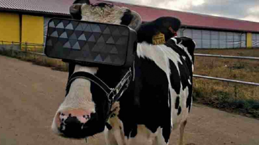 En Rusia las vacas llevan gafas de realidad virtual para que crean que están en el campo y no es broma