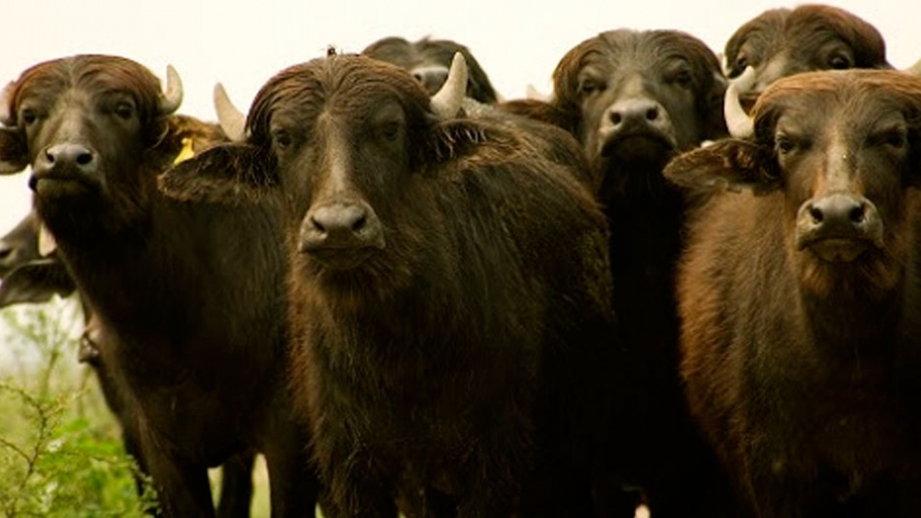 Contenido mineral de leche de búfalas en Corrientes