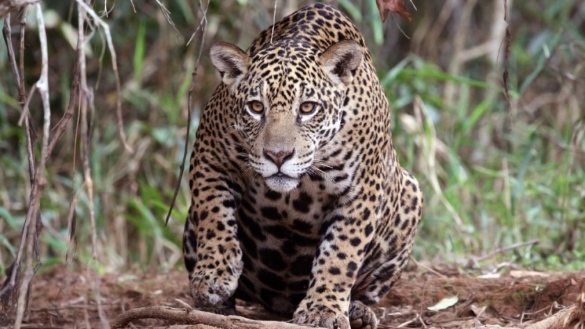 Avanza la cooperación bilateral con Brasil para la conservación del yaguareté