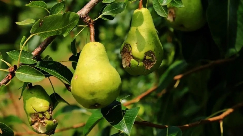 Productores afectados por bajas temperaturas ya pueden presentar declaración jurada por daños