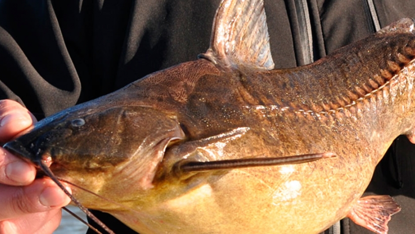 Pesca de Armado (Pterodoras granulosus)