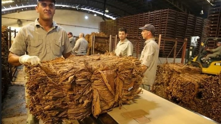 A partir del 4 de marzo, se pagará $2.800 por kg a productores tabacalero