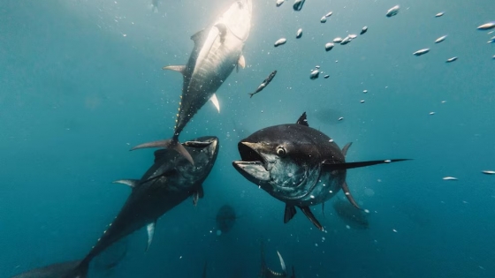 Pesca profunda amenaza al atún patudo y pone en riesgo la cadena marina