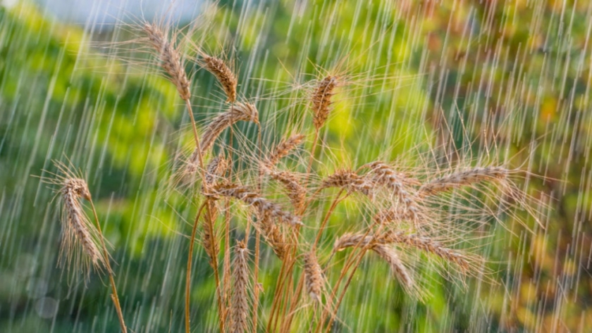 Se esperan lluvias que podrían menguar las pérdidas del trigo, que ya cae 50% en su potencial