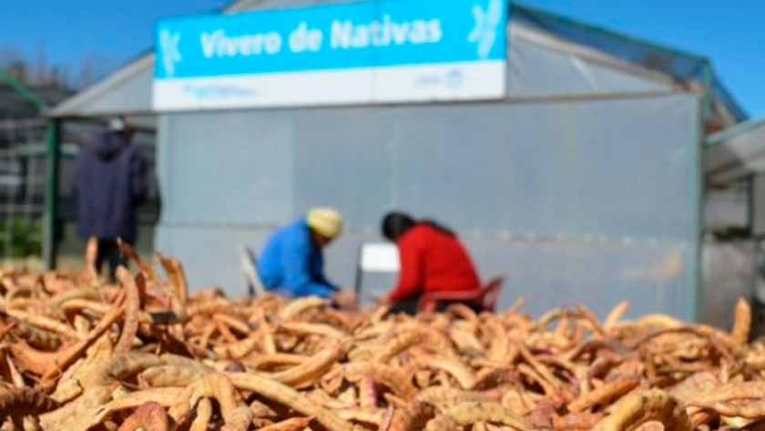 Comenzó la campaña provincial de recolección de semillas de árboles