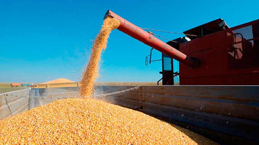 Cuatro meses con registros únicos en la exportación de trigo y maíz