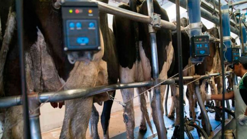 La producción de leche no para de crecer: 2020 podría superar los 11.000 millones de litros