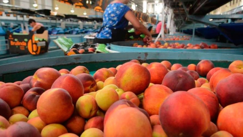 Durazno, mejora el precio pagado al productor
