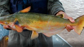 Pesca de Manduvá (Ageneiosus brevifilis)