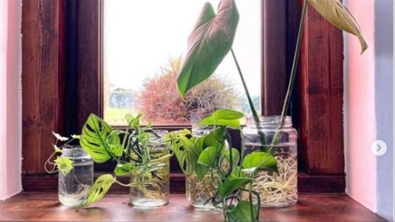 Cada cuándo, cómo y por qué debes limpiar las hojas de tus plantas de interior