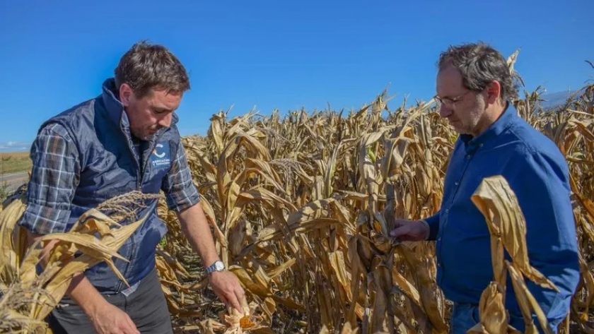 Catamarca. Pérdidas millonarias en la producción de maíz