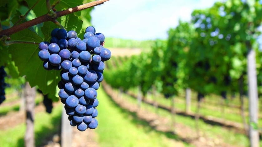 Lanzan una app de realidad aumentada sobre vinos sanjuaninos
