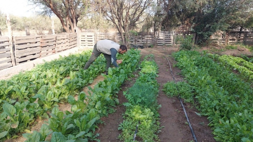 Inició la cosecha otoño-invierno de huertas agroecológicas en La Paz