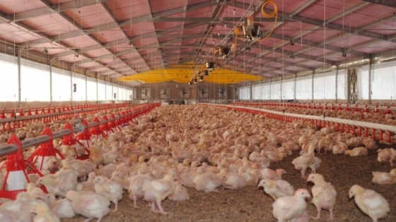 Industriales avícolas entrerrianos se preparan para recibir la visita de los auditores chinos