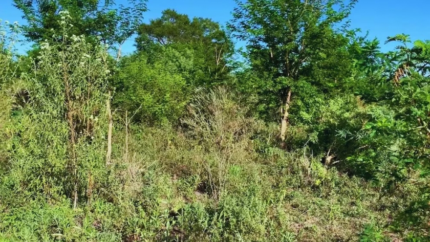 Renovales en el norte argentino: cómo controlar a tiempo el rebrote leñoso que afecta la ganadería