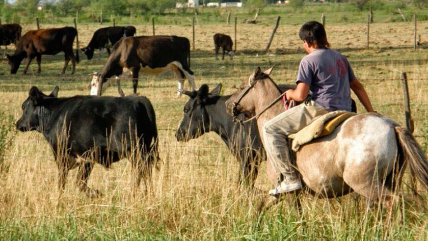 Coronavirus: ¿Hay riesgo de contagio en el manejo y el trabajo con animales?