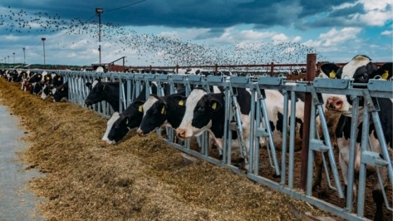 Influenza aviar de alta patogenicidad en el ganado bovino