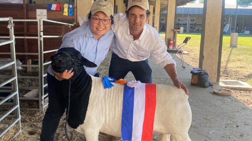 Récord en la Expo Nacional Dorper: un carnero argentino que cambia el juego en la ganadería