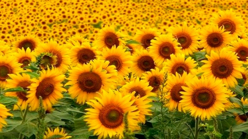 La producción de girasol fue la más baja de los últimos 20 años