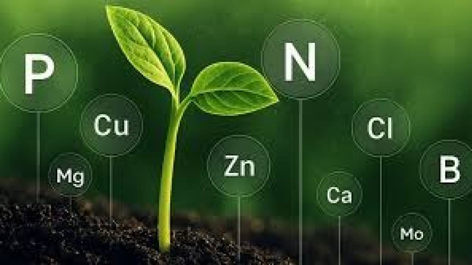 Ensayos con biofertilizantes lograron fuertes mejoras en rendimiento y eficiencia agrícola