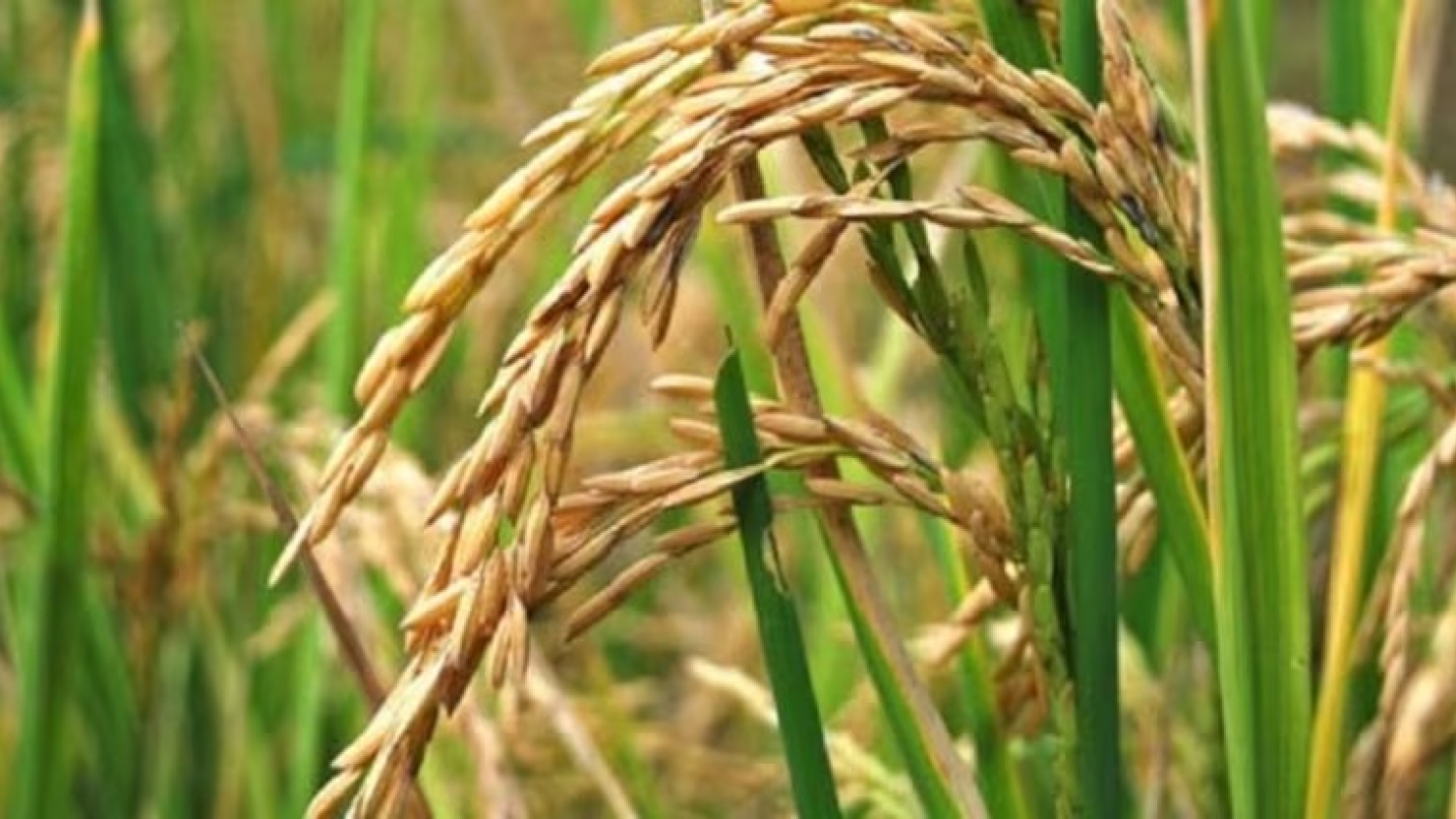 El arroz enfrenta una fuerte retracción: productores anticipan la menor superficie sembrada en más de dos décadas
