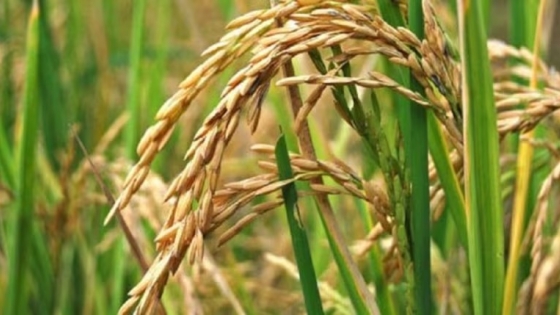 El arroz enfrenta una fuerte retracción: productores anticipan la menor superficie sembrada en más de dos décadas