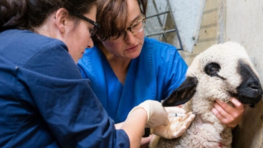 La vacunación promueve el bienestar animal protegiendo la salud animal