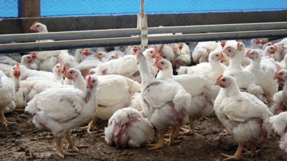Reconocen a científicas argentinas por un desarrollo biotecnológico contra la Salmonella en aves
