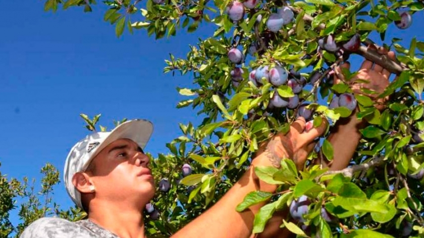 Ciruela, un segundo año de caídas en la producción