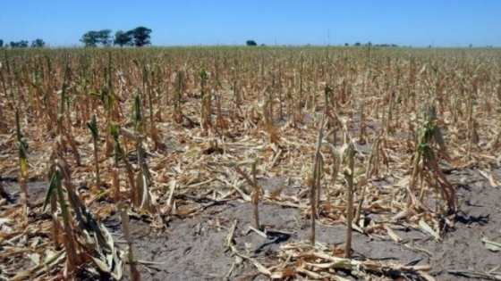 Chaco: proponen declarar emergencia agropecuaria