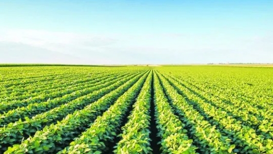 <La semilla de Chacabuco: un motor vital en la agricultura de Buenos Aires