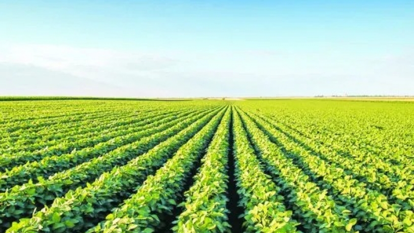 La semilla de Chacabuco: un motor vital en la agricultura de Buenos Aires