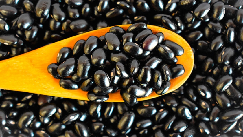 Productores salteños preparados para exportar poroto negro a México