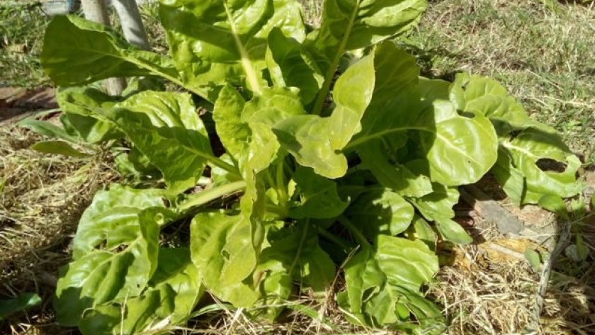 Acelga, como cultivar de manera orgánica