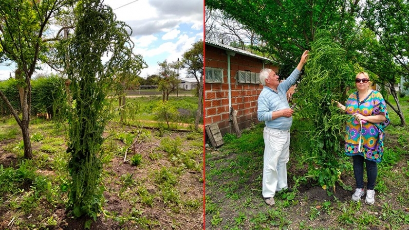 Cosechó una acelga gigante en una huerta ecológica