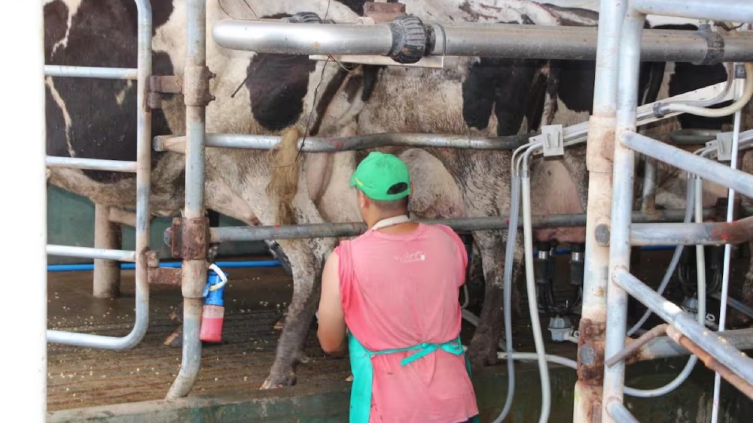 La lechería argentina acelera su transformación: los tambos de gran escala ya producen cerca del 30% de la leche