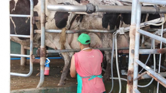 La lechería argentina acelera su transformación: los tambos de gran escala ya producen cerca del 30% de la leche