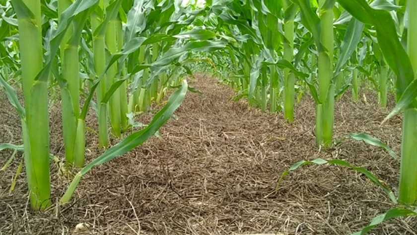 Agro inteligente: maíz y vicias para suelos productivos