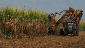 Explorando la sostenibilidad de la industria azucarera india