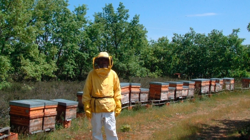 La apicultura busca la digitalización con la activación de la Plataforma Innovadora para el Cuidado de las Abejas, PICA