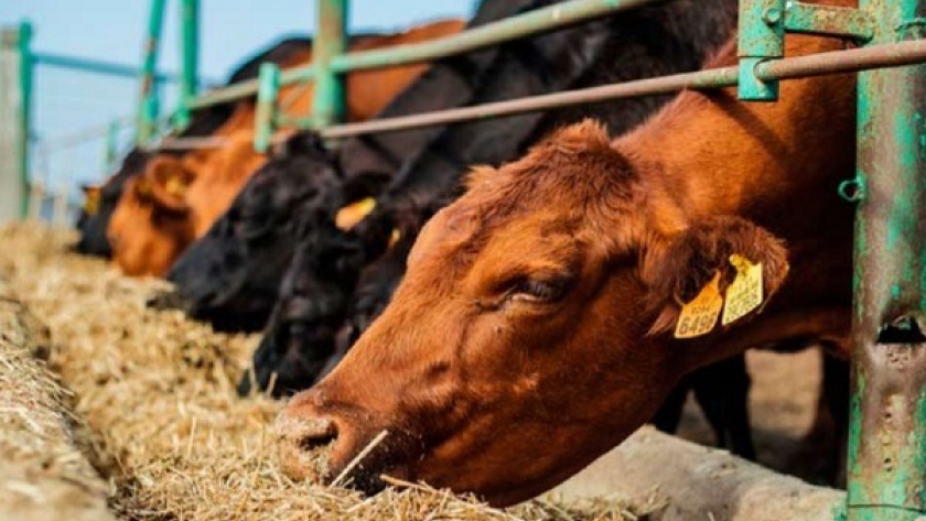 Test creado en la UdeC acorta detección de tuberculosis bovina