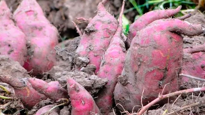 Investigan cómo producir más y mejores batatas en el país
