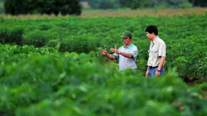 ¿Cómo una planta ancestral de américa latina llegó a ser el segundo cultivo comercial más importante de Asia?